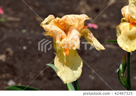 開花在三鷹中原的橙色虹膜 開花在三鷹中原的橙色虹膜 42467325