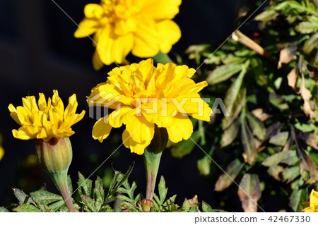 開花在三鷹中原的黃色萬壽菊 開花在三鷹中原的黃色萬壽菊 42467330