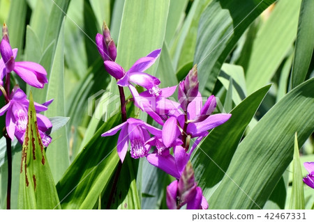 Silane blooming in Mitaka Nakahara (purple orchid) 42467331