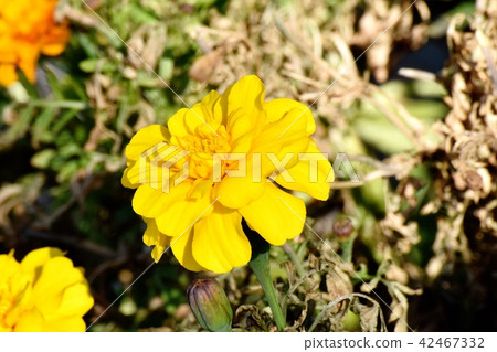 Yellow marigold blooming in Mitaka Nakahara 42467332