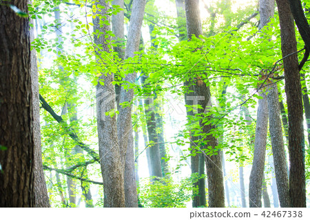 Summer pine forest Summer pine forest 42467338