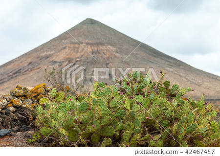 Cactus on the mountain background Cactus on the mountain background 42467457