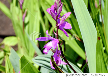 Silane blooming in Mitaka Nakahara (purple orchid) Silane blooming in Mitaka Nakahara (purple orchid) 42467477