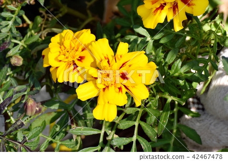 開花在三鷹中原和黃色大理石金萬壽菊的布朗 開花在三鷹中原和黃色大理石金萬壽菊的布朗 42467478