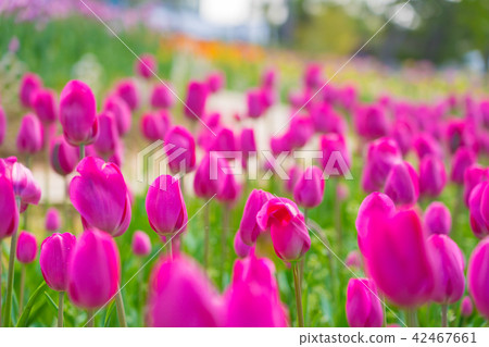 Tulip at Kasai Flower Center (Toyokura Town Iikura, Hyogo prefecture Kasai city) * Filming position in the comment field Tulip at Kasai Flower Center (Toyokura Town Iikura, Hyogo prefecture Kasai city) * Filming position in the comment field 42467661