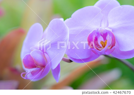葛西花卉中心的蝴蝶蘭蘭花(兵庫縣葛西市豐倉町飯倉)*圖片位於註釋部分 葛西花卉中心的蝴蝶蘭蘭花(兵庫縣葛西市豐倉町飯倉)*圖片位於註釋部分 42467670