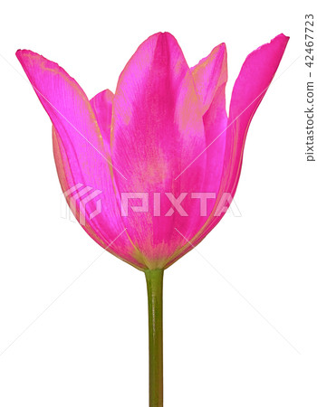 pink lilac tulip flower isolated on a white 42467723