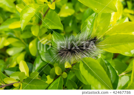 Creepy insect black Hairy Caterpillar hair worm Creepy insect black Hairy Caterpillar hair worm 42467786