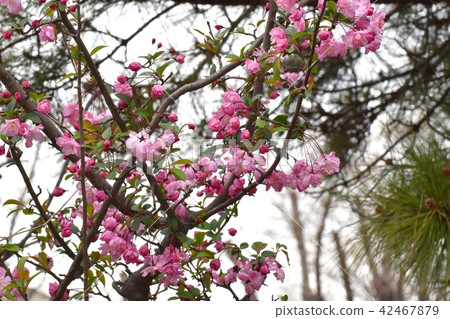 Hanakaidou blooming in Mitaka Senkawa Park Hanakaidou blooming in Mitaka Senkawa Park 42467879