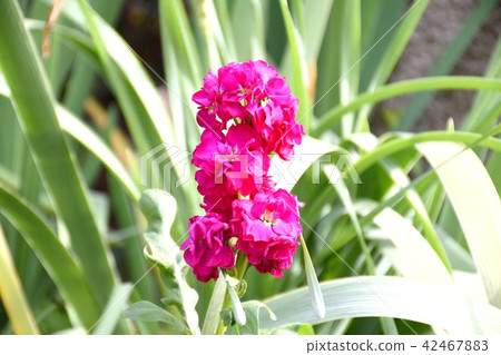 Red stock blooming in Mitaka Nakahara 42467883