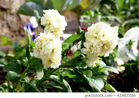 White stock blooming in Mitaka Nakahara White stock blooming in Mitaka Nakahara 42467886