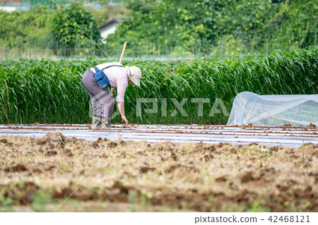 Field work women 42468121