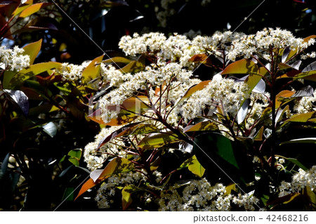 開花在三鷹中原的鴨子春天花 42468216