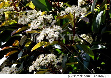 開花在三鷹中原的鴨子春天花 42468218