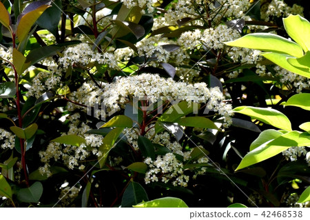 開花在三鷹中原的鴨子春天花 42468538