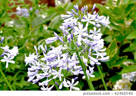 開花在三鷹中原的Agapantus 開花在三鷹中原的Agapantus 42468540