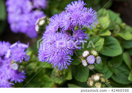 Ageratum houstonianum Mill 42468598