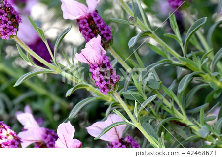 French lavender blooming in Mitaka Nakahara French lavender blooming in Mitaka Nakahara 42468671