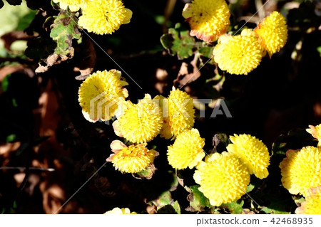 開花在三鷹中原的茶和黃色開花的浪花 42468935