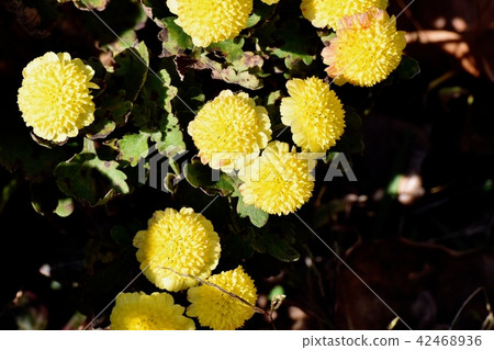 開花在三鷹中原的茶和黃色開花的浪花 42468936