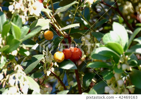 Fruit of strawberry becoming Mitaka Nakahara 42469163