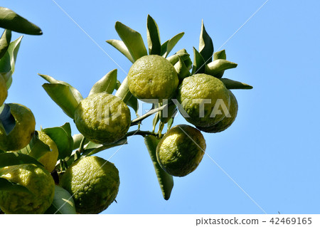 在成為三鷹中原之前,柚子早產 在成為三鷹中原之前,柚子早產 42469165