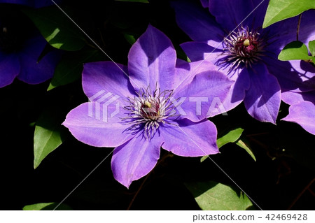 Purple clematis blooming in Mitaka Nakahara (Tessen) Purple clematis blooming in Mitaka Nakahara (Tessen) 42469428