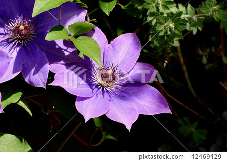 在三鷹中原（Tessen）盛開的紫色鐵線蓮 42469429