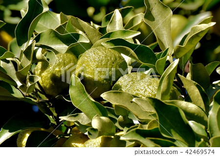 Yuzu (Yuzu) before ripe becoming Mitaka Nakahara Yuzu (Yuzu) before ripe becoming Mitaka Nakahara 42469574
