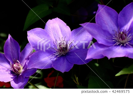 Purple clematis blooming in Mitaka Nakahara (Tessen) Purple clematis blooming in Mitaka Nakahara (Tessen) 42469575