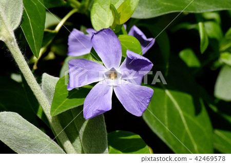 Cherry trees blooming in Mitaka Nakahara 42469578