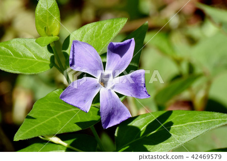 Cherry trees blooming in Mitaka Nakahara 42469579