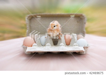 chicken with eggs in egg box chicken with eggs in egg box 42469675