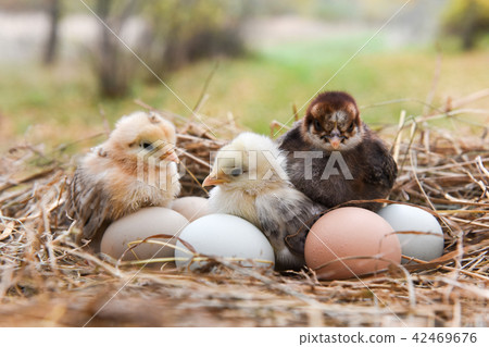 chickens with eggs in egg box 42469676