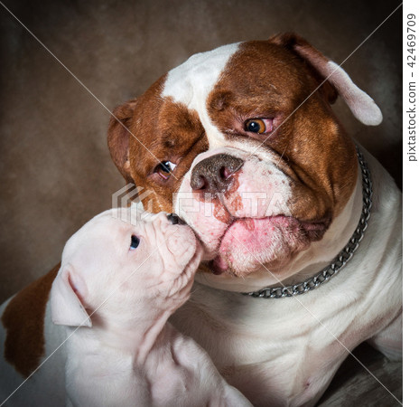 Funny American Bulldog puppy with mother in love. Funny American Bulldog puppy with mother in love. 42469709