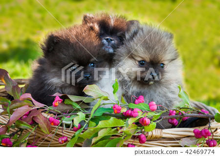 pomeranian dogs are sitting in the basket 42469774
