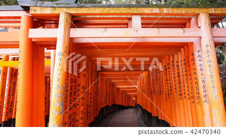 red torii shrine Fushimi Inari temple, Kyoto Japan red torii shrine Fushimi Inari temple, Kyoto Japan 42470340