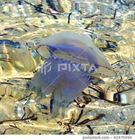 Jellyfish (Rhizostomae) in sea 42470494