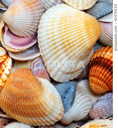 Shells of anadara at summer day 42470534