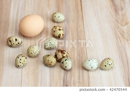 Partridge eggs and one chicken egg for contrast Partridge eggs and one chicken egg for contrast 42470544
