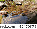 A natural eel with kilo over ② 42470578