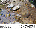 Kilo over natural eel ③ 42470579