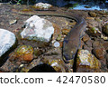 A kilo over natural eel ④ 42470580