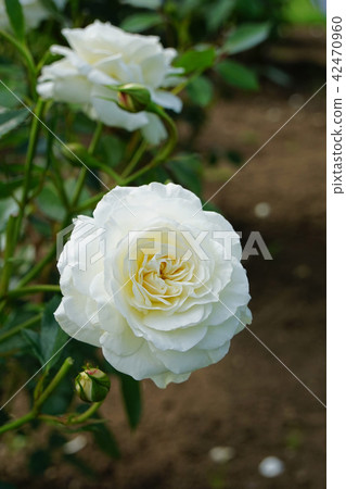純白色美麗的玫瑰 42470960