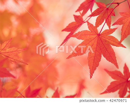 秋天的樹葉 秋天的樹葉 42470971