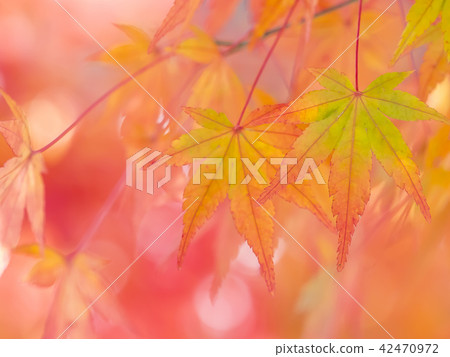 秋葉開始變色 秋葉開始變色 42470972