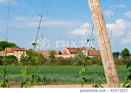 Hop field in front of old hop drying houses. Hop field in front of old hop drying houses. 42471057