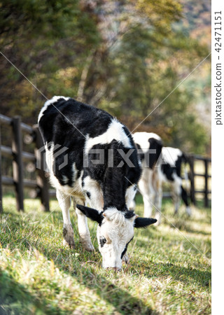 Cow, ranch, Daegwallyeong, Pyeongchang-gun, Gangwon-do 42471151