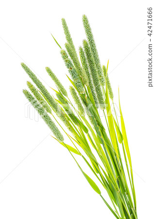 Grass stems Phleum Grass stems Phleum 42471666