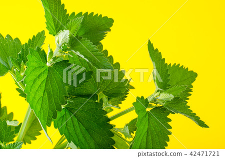 Branch of fresh green mint 42471721